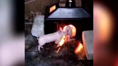 猪肉爆料搞笑视频,笑料横生的厨房奇遇记  第3张 猪肉爆料搞笑视频,笑料横生的厨房奇遇记  第3张